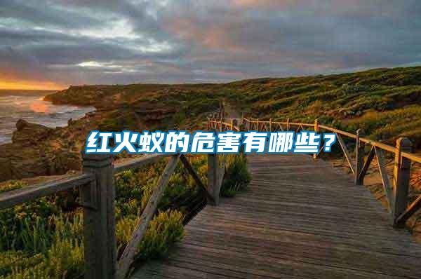 紅火蟻的危害有哪些？