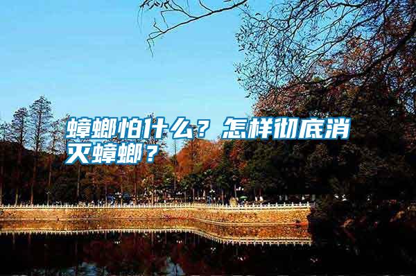 蟑螂怕什么？怎樣徹底消滅蟑螂？