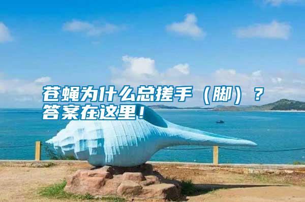 蒼蠅為什么總搓手（腳）？答案在這里！