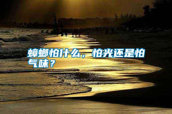 蟑螂怕什么，怕光還是怕氣味？