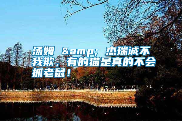湯姆 & 杰瑞誠不我欺，有的貓是真的不會抓老鼠！