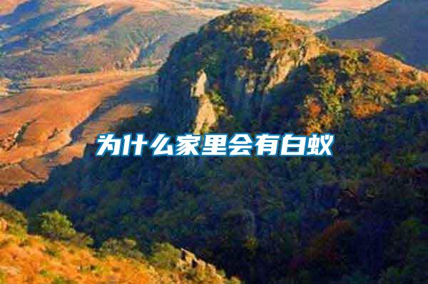 為什么家里會(huì)有白蟻