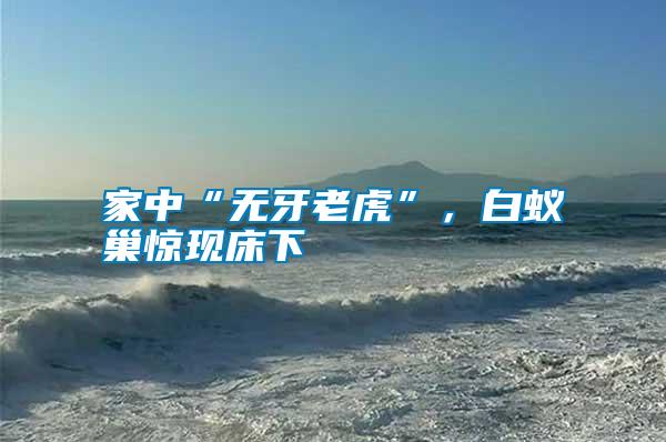 家中“無(wú)牙老虎”，白蟻巢驚現(xiàn)床下