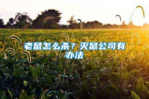 老鼠怎么殺？滅鼠公司有辦法