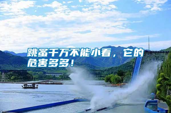 跳蚤千萬不能小看，它的危害多多！