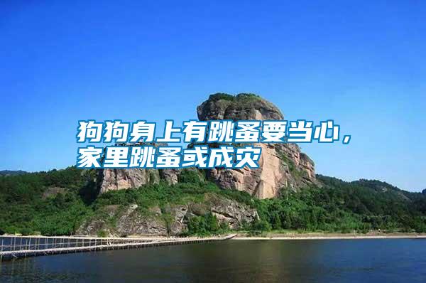 狗狗身上有跳蚤要當(dāng)心，家里跳蚤或成災(zāi)