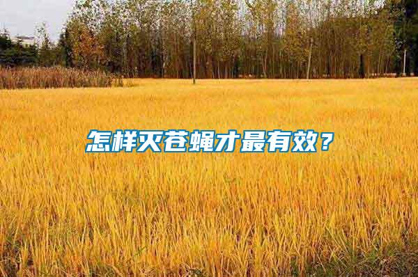怎樣滅蒼蠅才最有效？