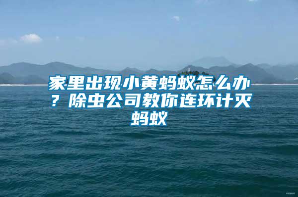 家里出現(xiàn)小黃螞蟻怎么辦？除蟲公司教你連環(huán)計(jì)滅螞蟻
