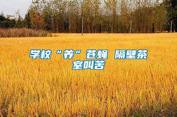 學(xué)校“養(yǎng)”蒼蠅 隔壁茶室叫苦