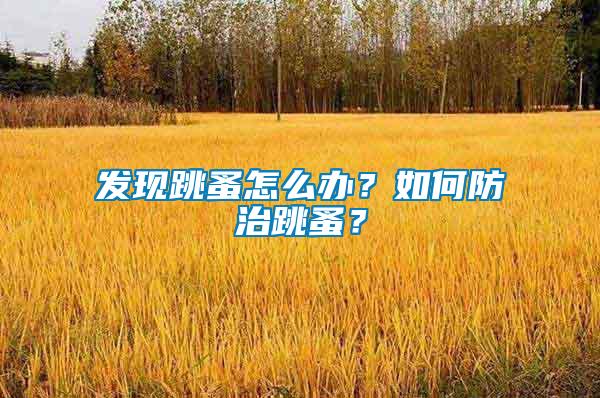 發(fā)現(xiàn)跳蚤怎么辦？如何防治跳蚤？