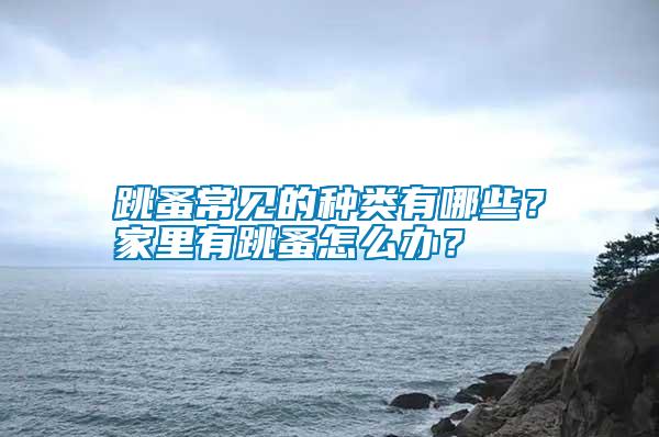跳蚤常見的種類有哪些？家里有跳蚤怎么辦？