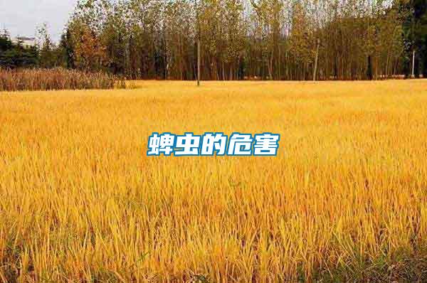 蜱蟲(chóng)的危害
