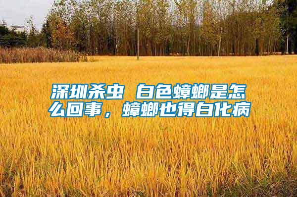 深圳殺蟲 白色蟑螂是怎么回事，蟑螂也得白化病