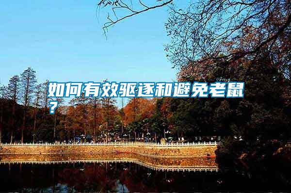 如何有效驅(qū)逐和避免老鼠？