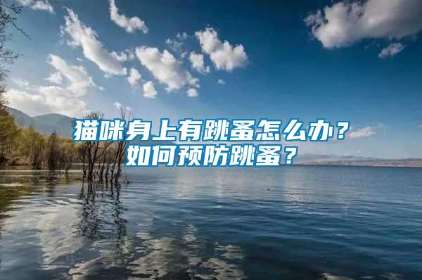 貓咪身上有跳蚤怎么辦？如何預(yù)防跳蚤？
