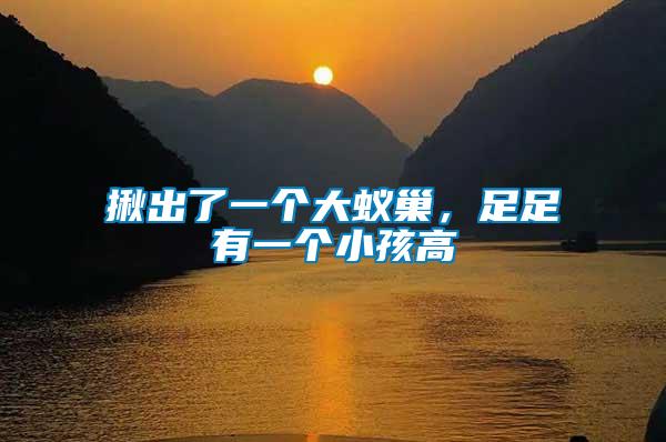 揪出了一個大蟻巢，足足有一個小孩高
