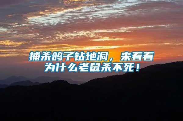 捕殺鴿子鉆地洞，來(lái)看看為什么老鼠殺不死！