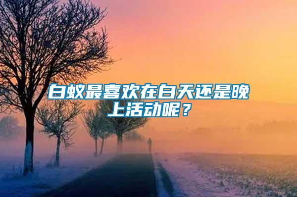 白蟻最喜歡在白天還是晚上活動呢？