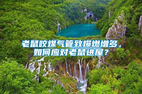 老鼠咬煤氣管致爆燃增多，如何應(yīng)對老鼠進屋？