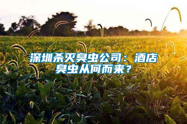 深圳殺滅臭蟲公司：酒店臭蟲從何而來？