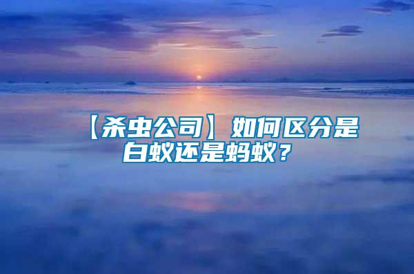 【殺蟲公司】如何區(qū)分是白蟻還是螞蟻？