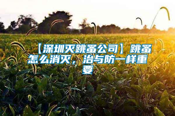 【深圳滅跳蚤公司】跳蚤怎么消滅，治與防一樣重要