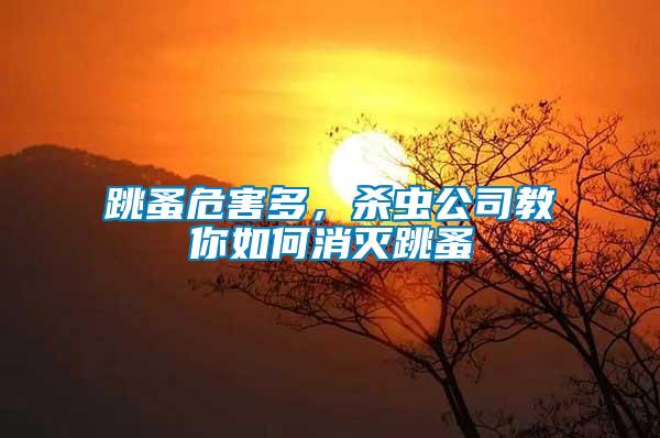 跳蚤危害多，殺蟲公司教你如何消滅跳蚤