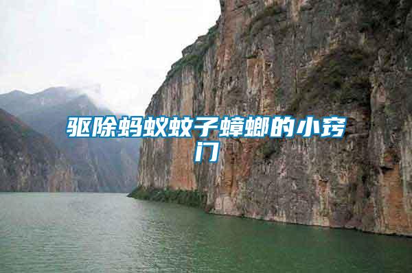 驅(qū)除螞蟻蚊子蟑螂的小竅門