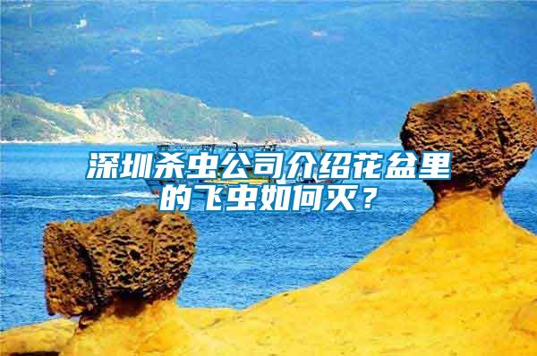 深圳殺蟲公司介紹花盆里的飛蟲如何滅？