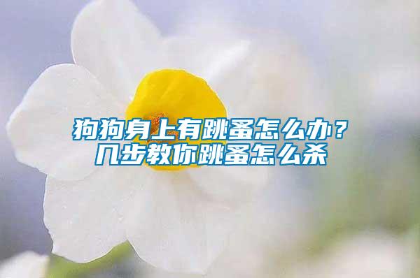 狗狗身上有跳蚤怎么辦？幾步教你跳蚤怎么殺