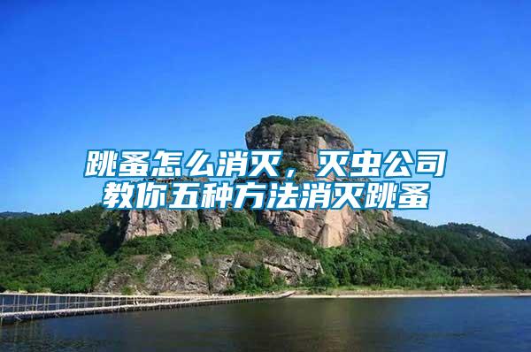 跳蚤怎么消滅，滅蟲公司教你五種方法消滅跳蚤
