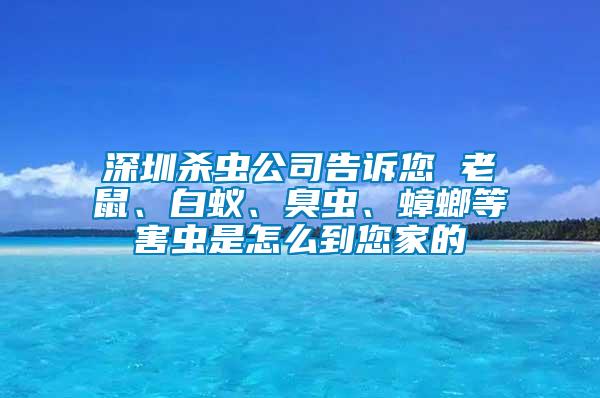深圳殺蟲(chóng)公司告訴您 老鼠、白蟻、臭蟲(chóng)、蟑螂等害蟲(chóng)是怎么到您家的