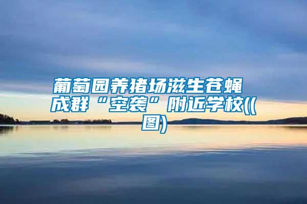 葡萄園養(yǎng)豬場滋生蒼蠅 成群“空襲”附近學(xué)校((圖)