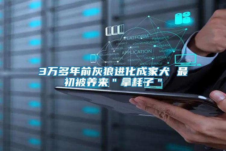 3萬多年前灰狼進(jìn)化成家犬 最初被養(yǎng)來＂拿耗子＂