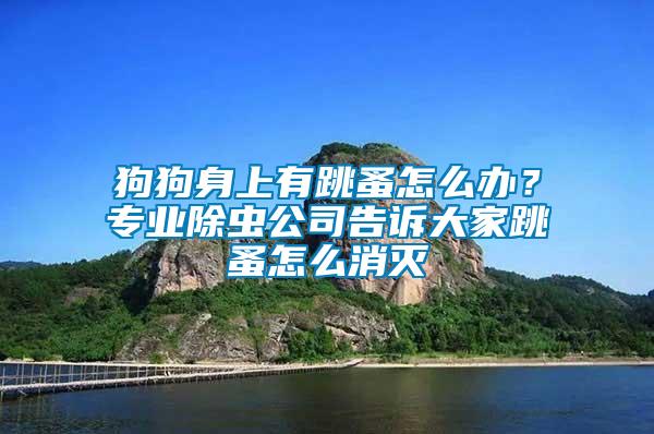 狗狗身上有跳蚤怎么辦？專業(yè)除蟲公司告訴大家跳蚤怎么消滅