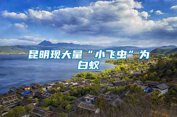 昆明現(xiàn)大量“小飛蟲(chóng)”為白蟻