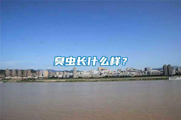 臭蟲長什么樣？