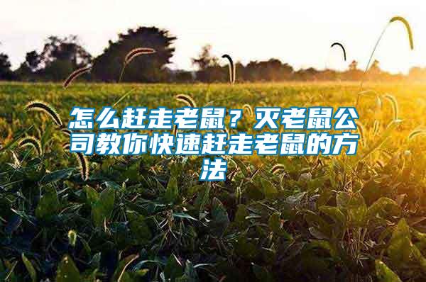 怎么趕走老鼠？滅老鼠公司教你快速趕走老鼠的方法
