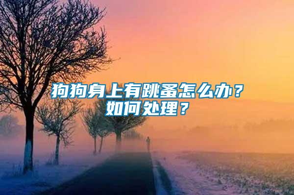 狗狗身上有跳蚤怎么辦？如何處理？
