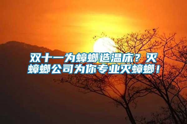雙十一為蟑螂造溫床？滅蟑螂公司為你專業(yè)滅蟑螂！