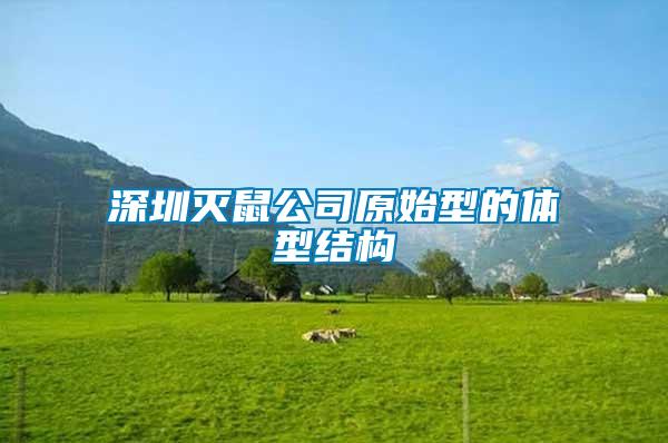 深圳滅鼠公司原始型的體型結(jié)構(gòu)