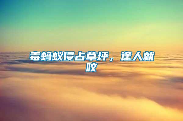 毒螞蟻侵占草坪，逢人就咬