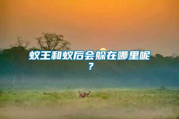 蟻王和蟻后會(huì)躲在哪里呢？