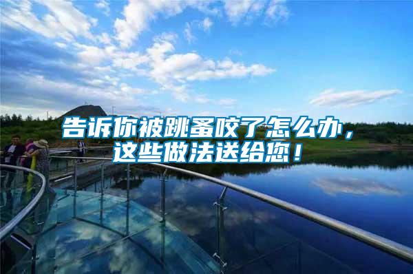 告訴你被跳蚤咬了怎么辦，這些做法送給您！