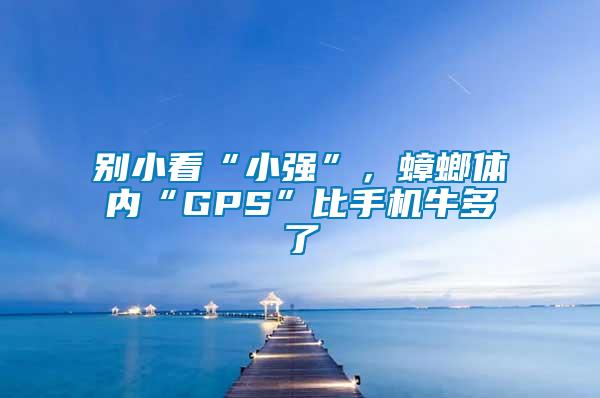 別小看“小強(qiáng)”，蟑螂體內(nèi)“GPS”比手機(jī)牛多了