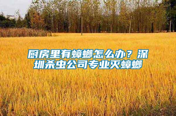 廚房里有蟑螂怎么辦？深圳殺蟲公司專業(yè)滅蟑螂