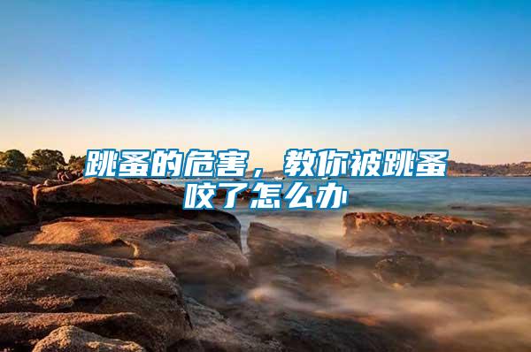 跳蚤的危害，教你被跳蚤咬了怎么辦
