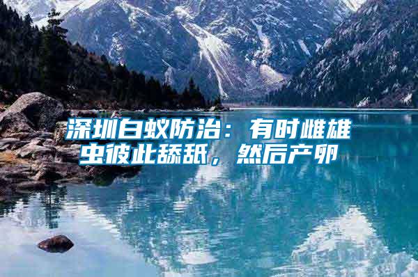 深圳白蟻防治：有時(shí)雌雄蟲彼此舔舐，然后產(chǎn)卵