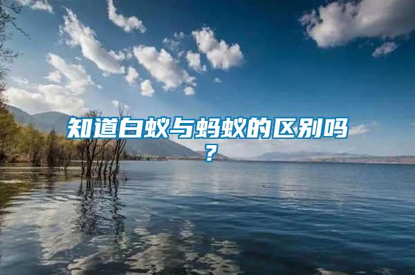 知道白蟻與螞蟻的區(qū)別嗎？