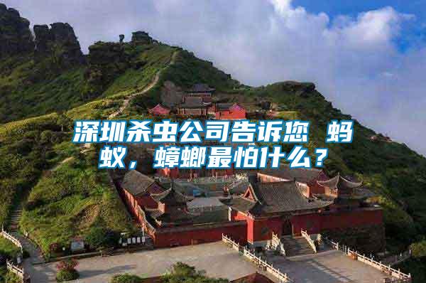 深圳殺蟲公司告訴您 螞蟻，蟑螂最怕什么？